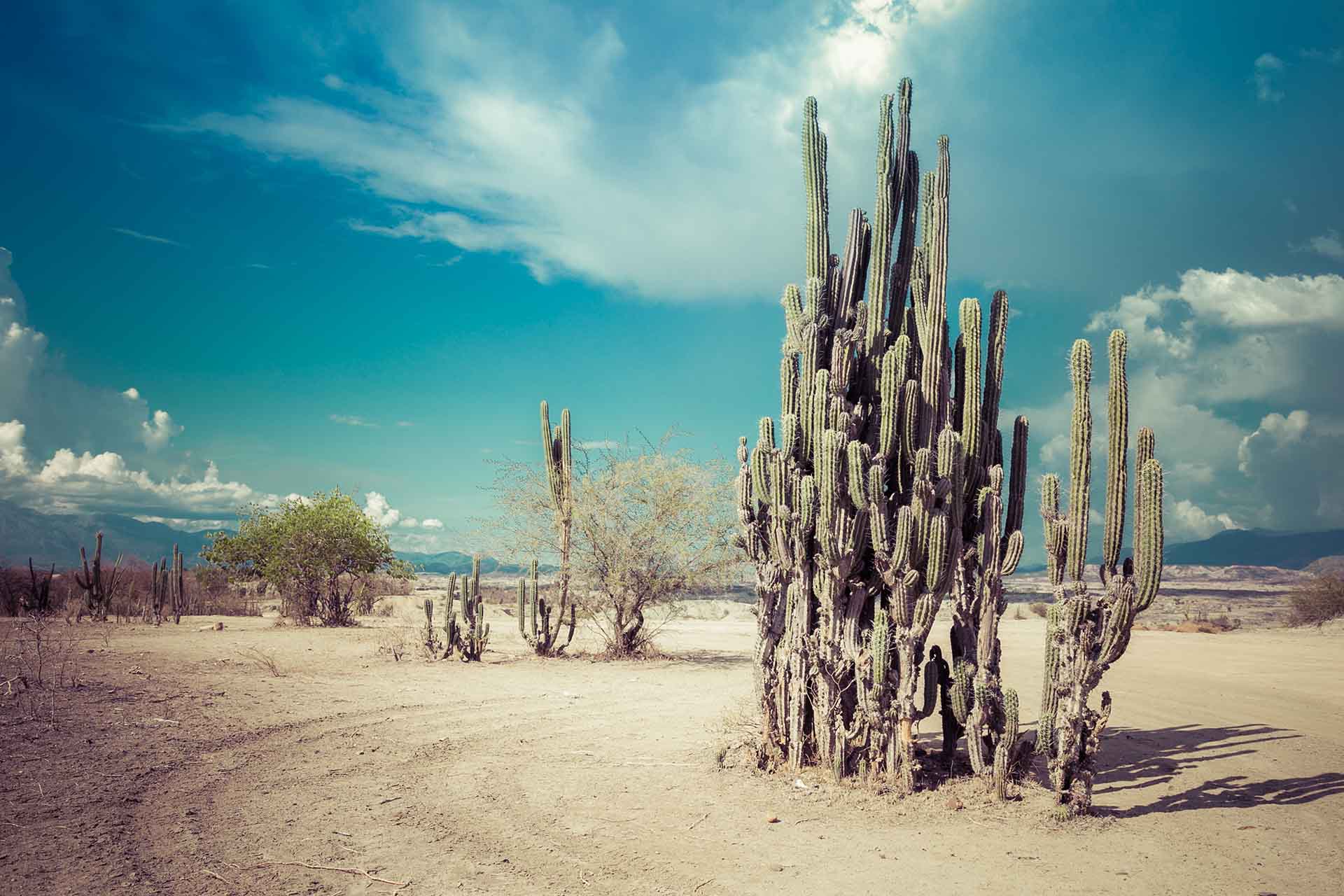 Desert Cactus Family - muurdecoratie natuur