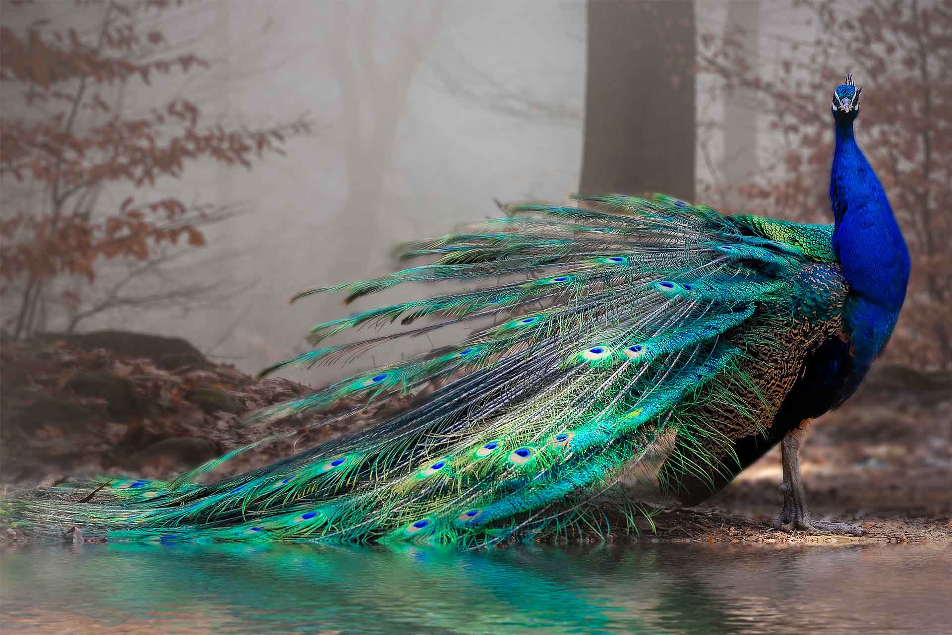 Elegance Peacock - dieren op wanddecoratie