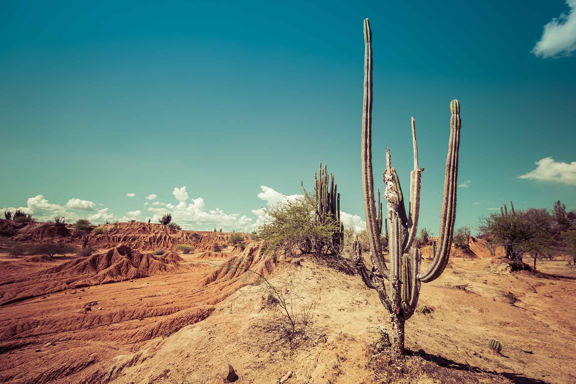 Red Desert Cactus - muurdecoratie natuur