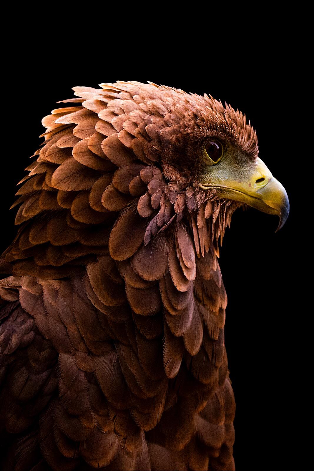 Bateleur Eagle - dieren op wanddecoratie