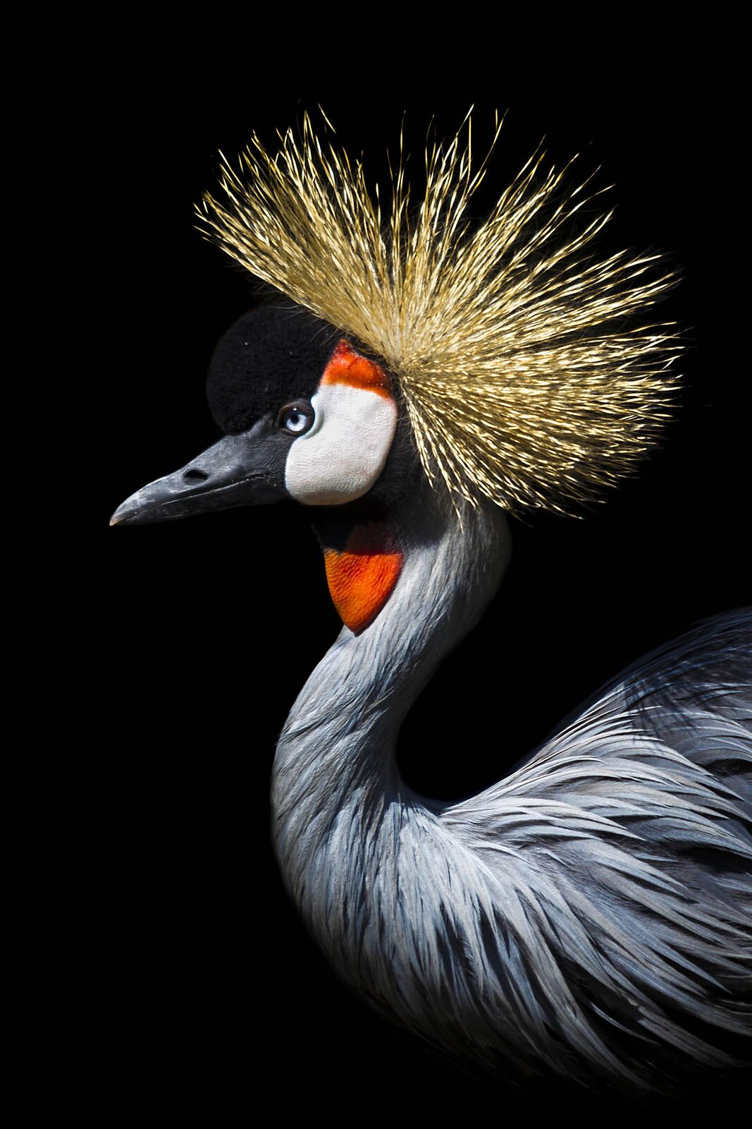 Crowned Crane - dieren op wanddecoratie