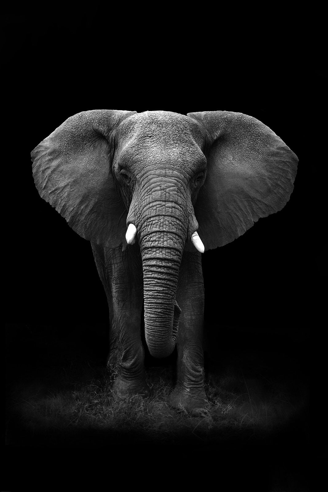Elephant Portrait - dieren op wanddecoratie