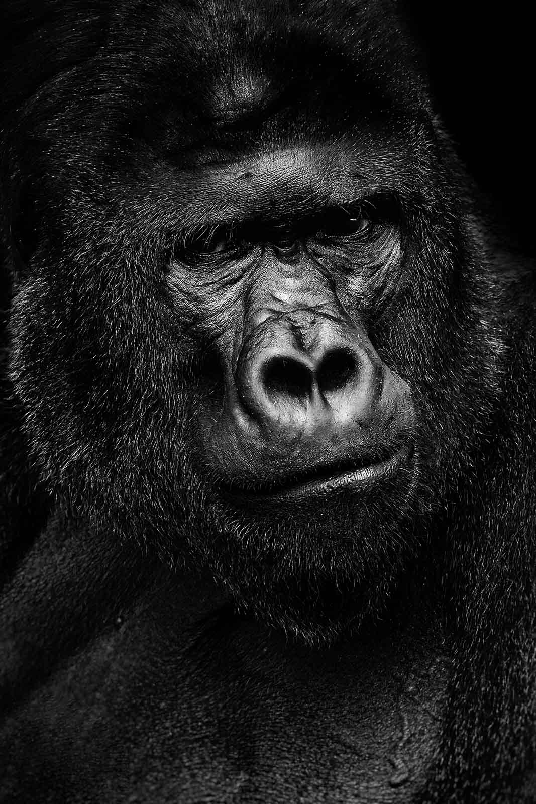 Gorilla portrait - dieren op wanddecoratie