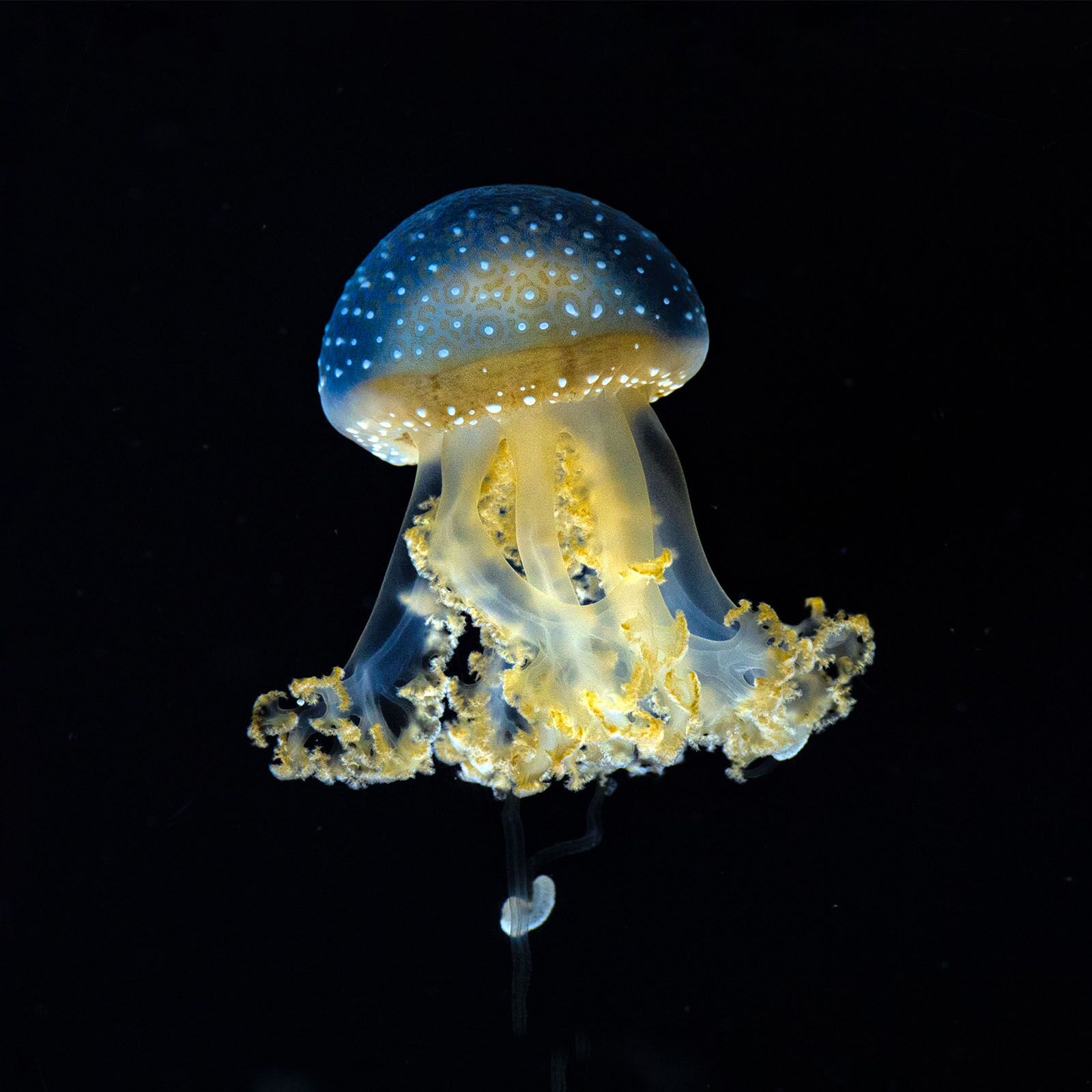 Jellyfish Yanga - onderwaterleven wanddecoratie