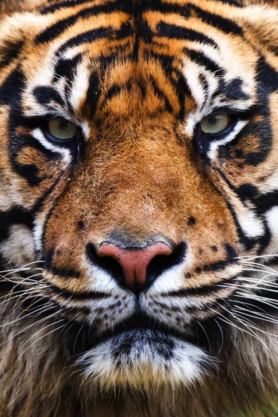 Tiger - dieren op wanddecoratie