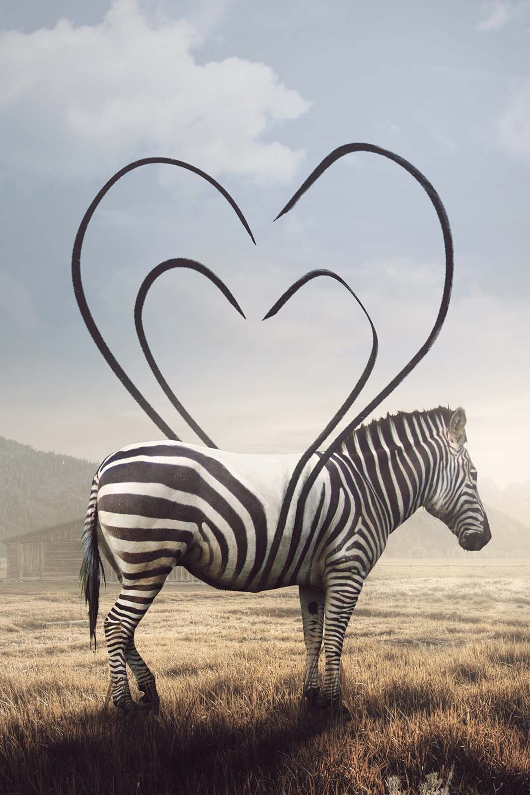 Heart Striped Zebra op wanddecoratie