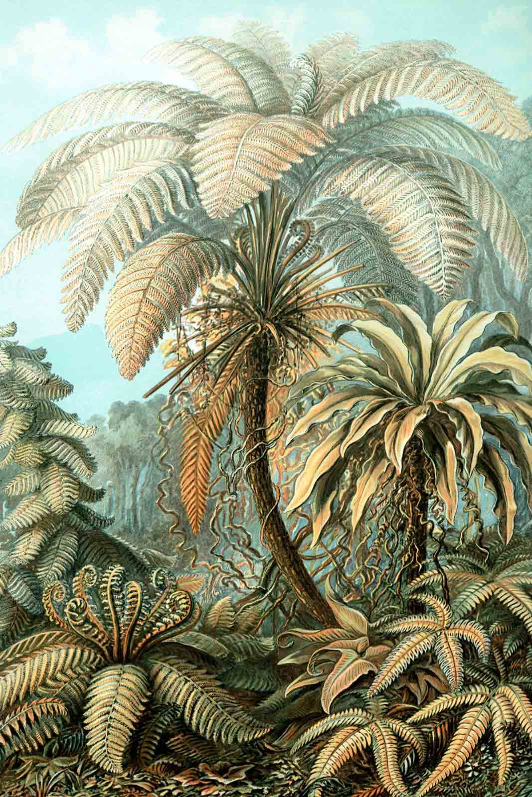 Wanddecoratie Filicinae in het kleur van Ernst Haeckel