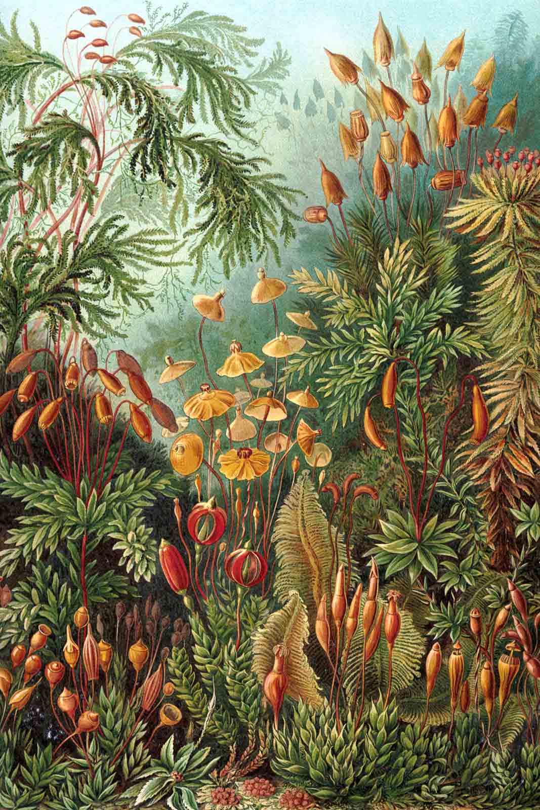 Wanddecoratie Muscinae van Ernst Haeckel