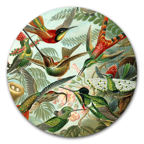Muurcirkel Kolibries van Ernst Haeckel