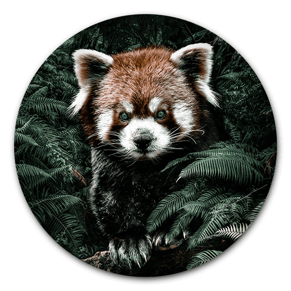 Muurcirkel Red panda - dieren op ronde wanddecoratie