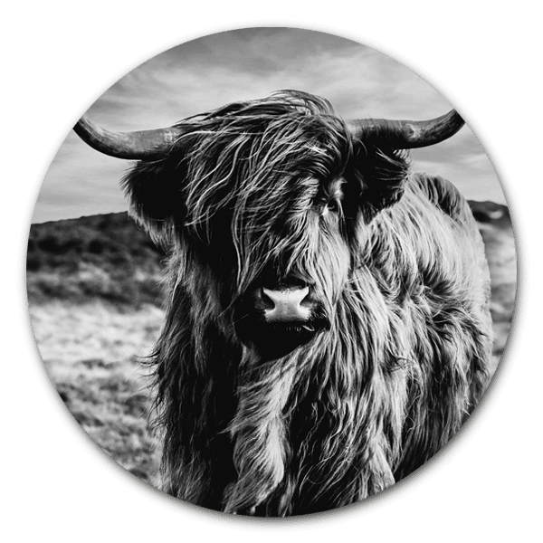 Muurcirkel Schotse hooglander zwart wit