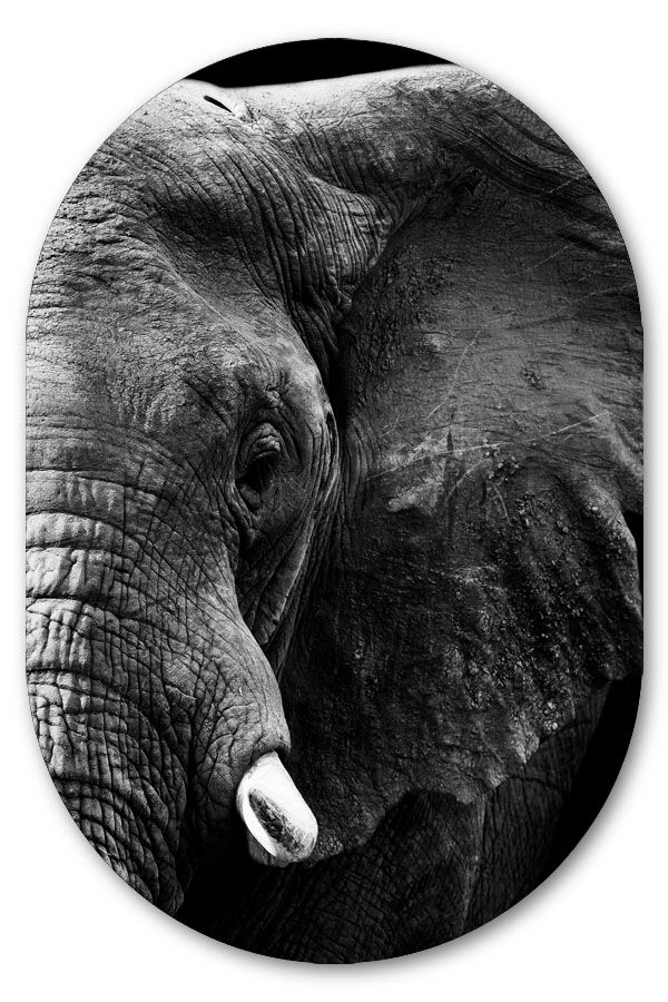 Muurovaal Half elephant