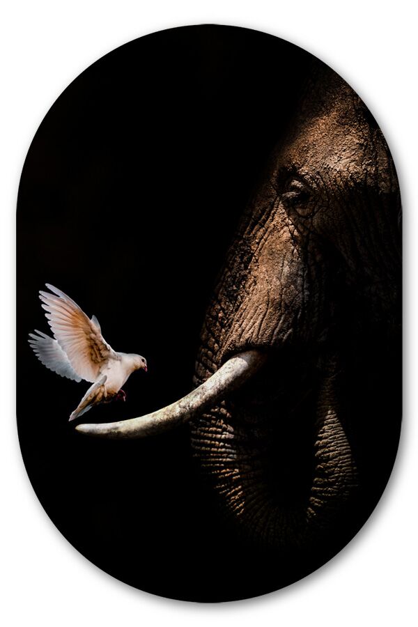 Muurovaal Elephant with pigeon