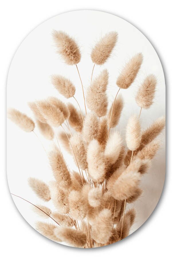 Muurovaal Bunny Tail Grass