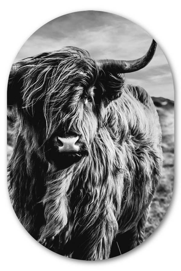 Muurovaal schotse hooglander zwart wit